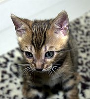 SierraGold Bengals: Lancelot<br>